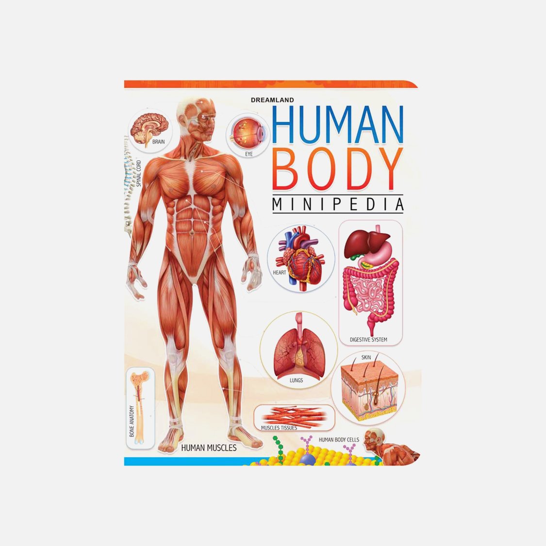 Dreamland Human Body Minipedia