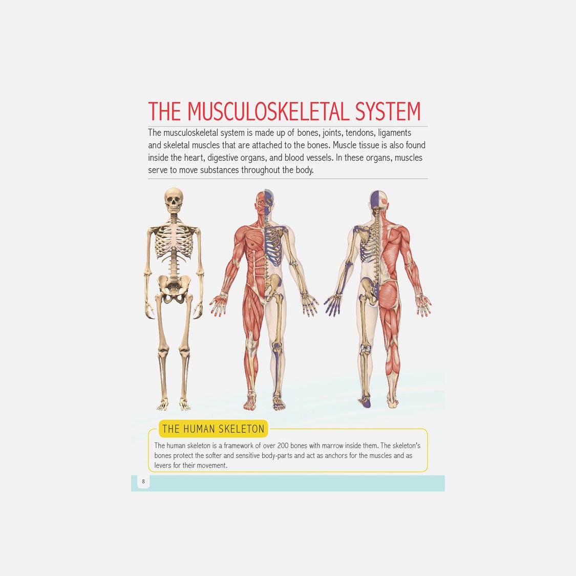 Dreamland Human Body Minipedia