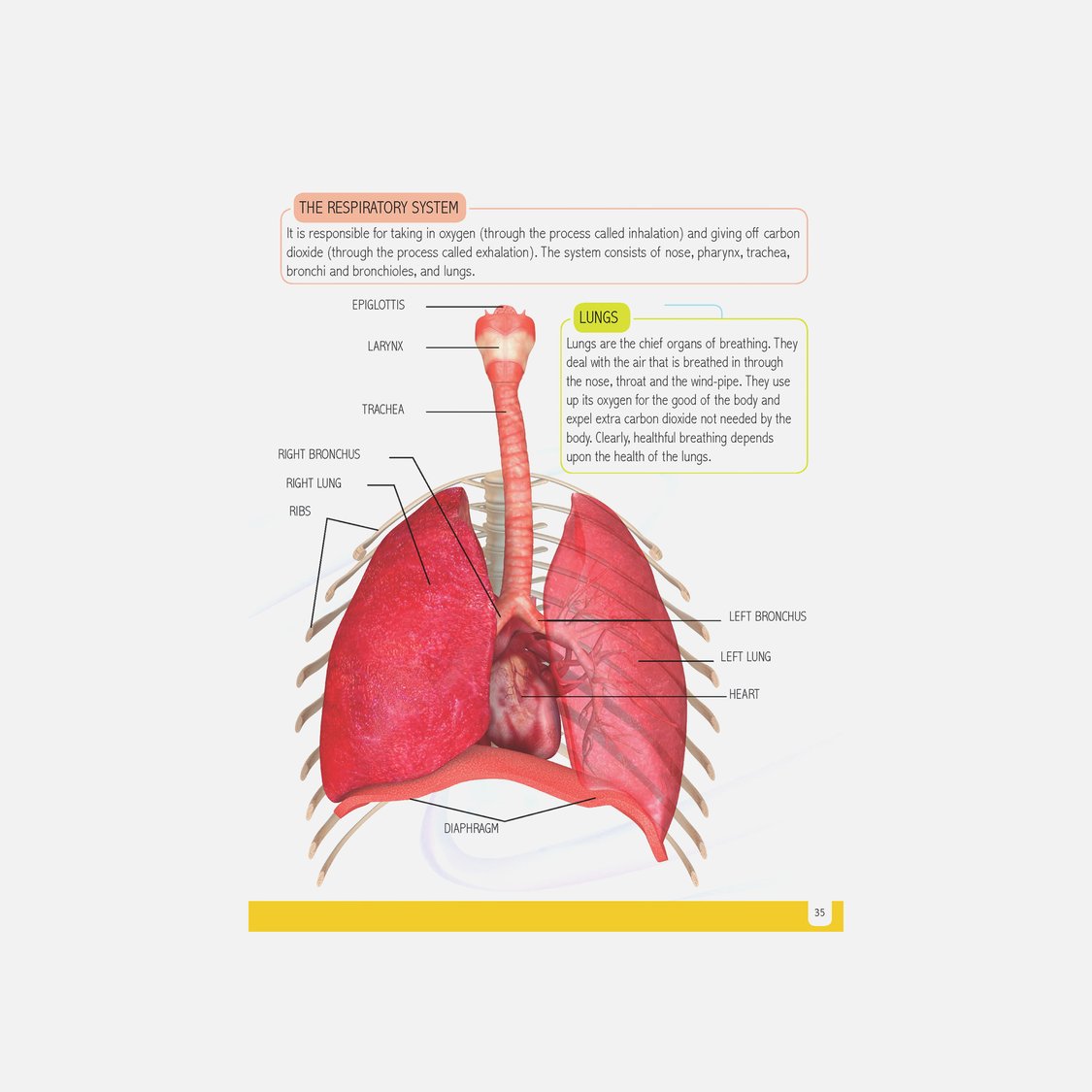 Dreamland Human Body Minipedia
