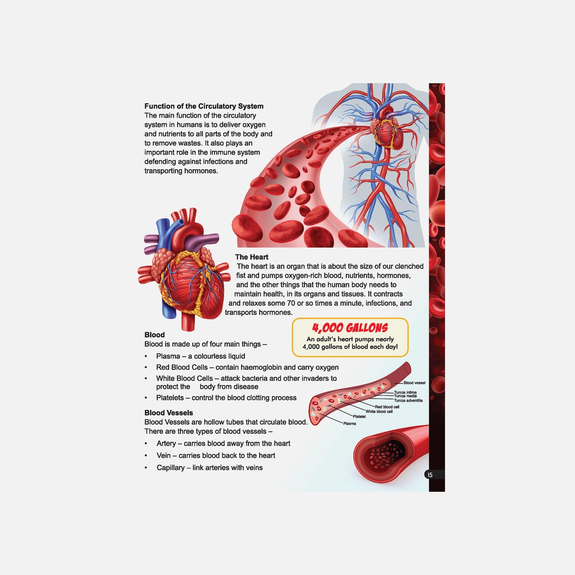 Dreamland Explore Human Body Encyclopedia