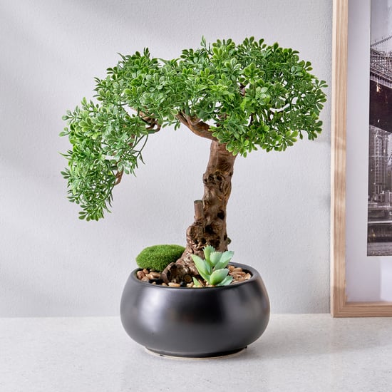 Gloria Acacia Artificial Bonsai in Ceramic Pot