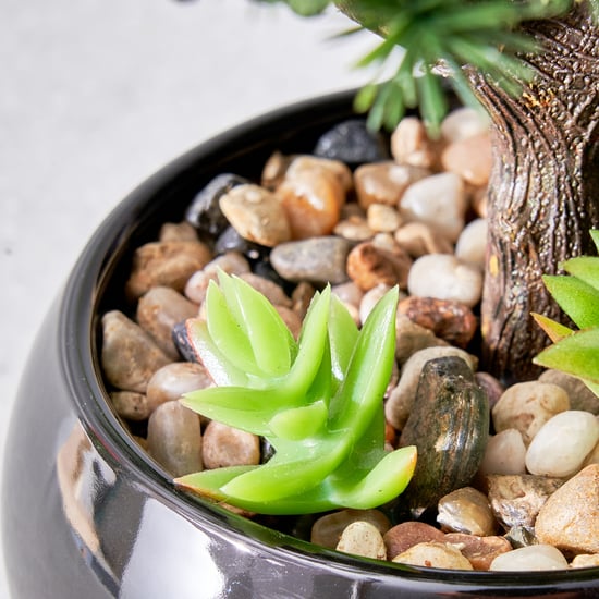 Gloria Acacia Artificial Bonsai in Ceramic Pot