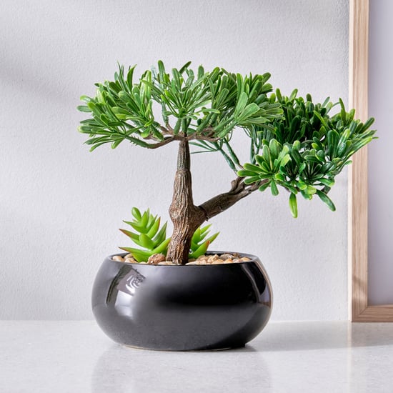 Gloria Acacia Artificial Bonsai in Ceramic Pot