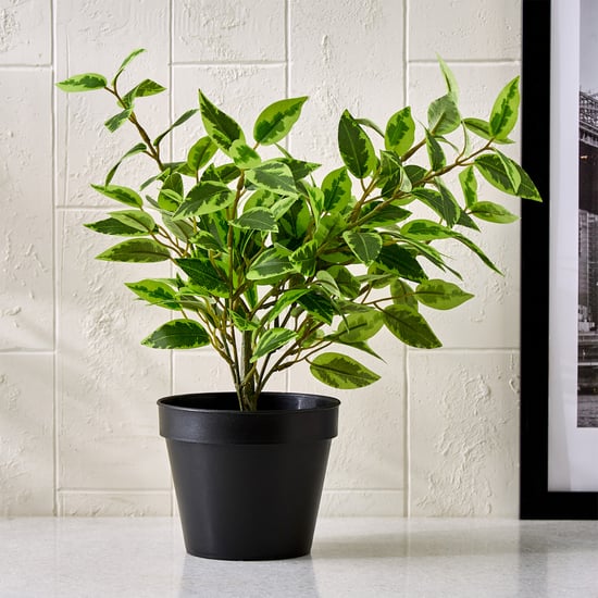 Gloria Terra Artificial Mini Ficus in Pot