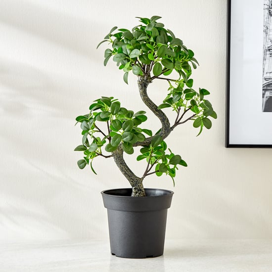 Gloria Zen Artificial Jazeera Ficus Plant in Cement Pot