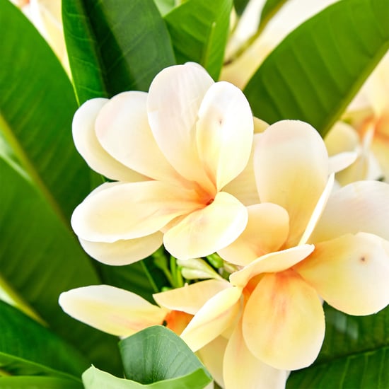 Gardenia Plumeria Artificial Magnolia Potted Plant