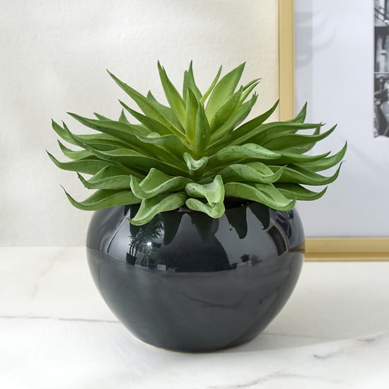 Gloria Poco Artificial Succulent in Ceramic Pot