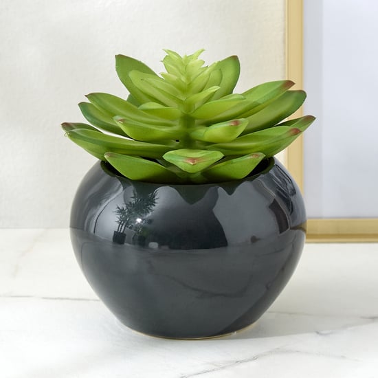 Gloria Poco Artificial Succulent in Ceramic Pot