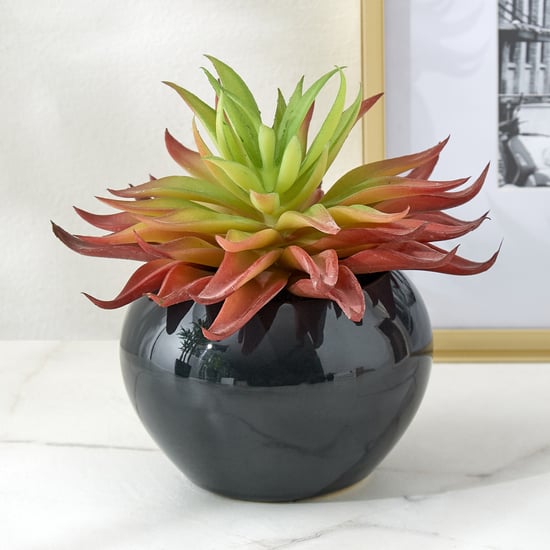 Gloria Poco Artificial Succulent in Ceramic Pot