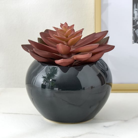 Gloria Poco Artificial Succulent in Ceramic Pot