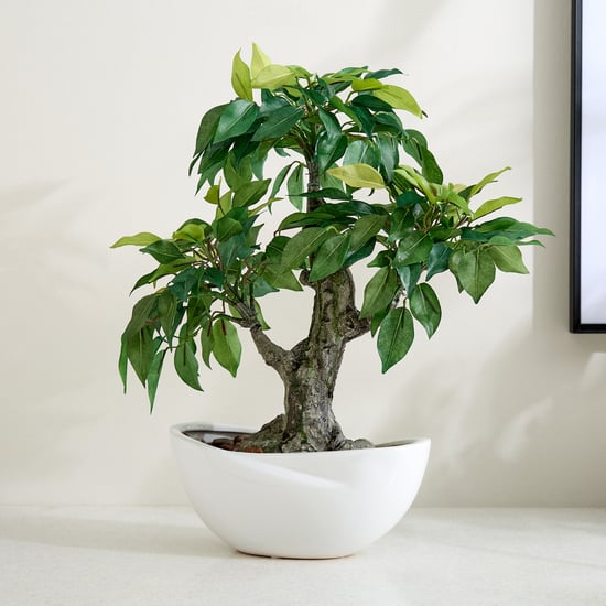 Gloria Artificial Ficus Bonsai Plant in Ceramic Pot