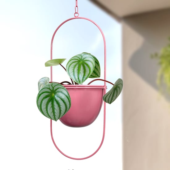 HOMESAKE Metal Hanging Planter