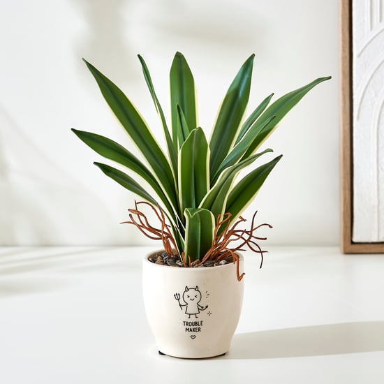 Bandhan Terra Dracaena Plant in Ceramic Pot
