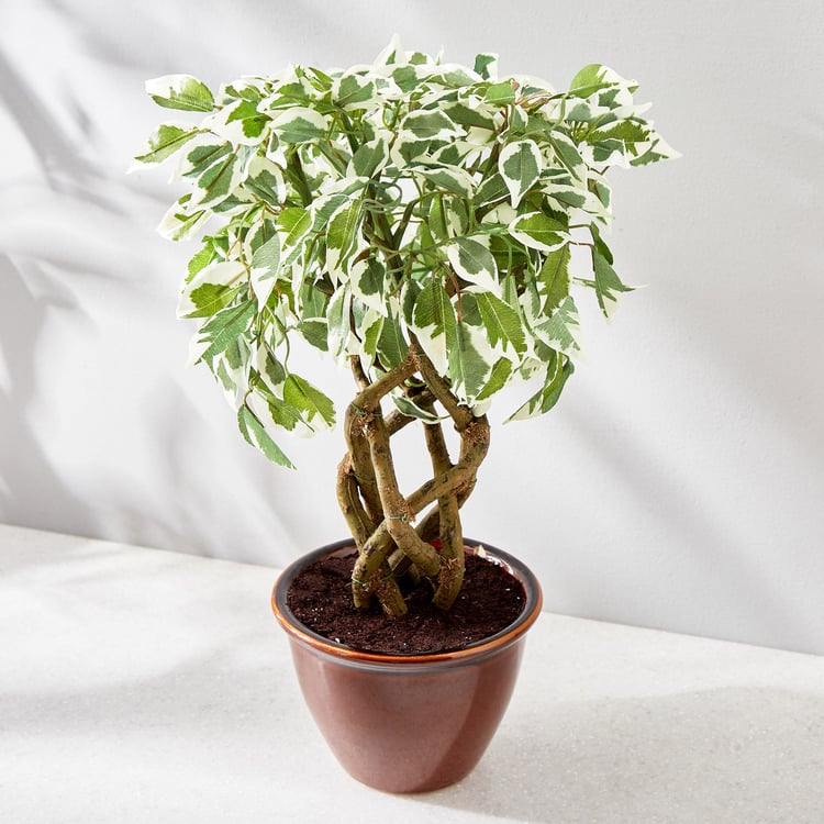 Fiesta Artificial Plant in Ceramic Pot