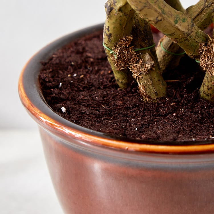 Fiesta Artificial Plant in Ceramic Pot