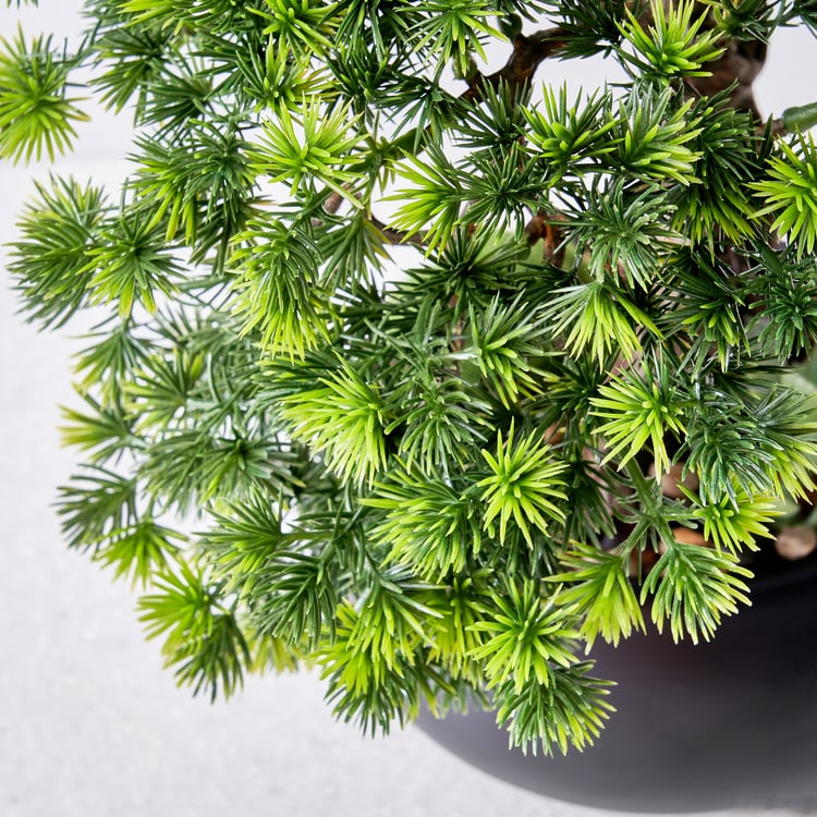 Gloria Acacia Artificial Bonsai in Ceramic Pot