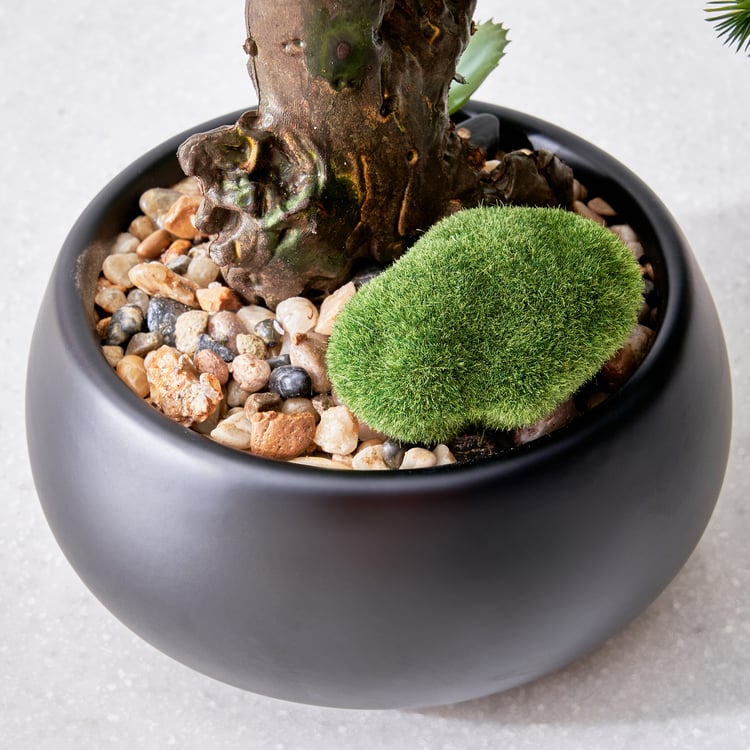 Gloria Acacia Artificial Bonsai in Ceramic Pot