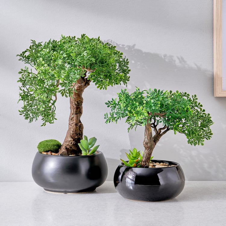 Gloria Acacia Artificial Bonsai in Ceramic Pot