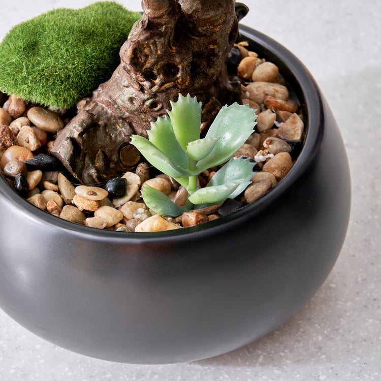 Gloria Acacia Artificial Bonsai in Ceramic Pot