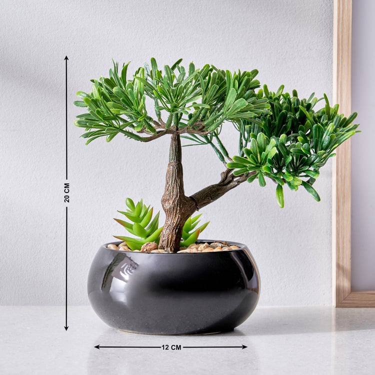 Gloria Acacia Artificial Bonsai in Ceramic Pot