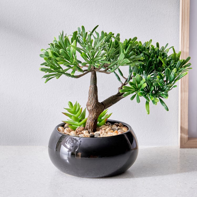 Gloria Acacia Artificial Bonsai in Ceramic Pot