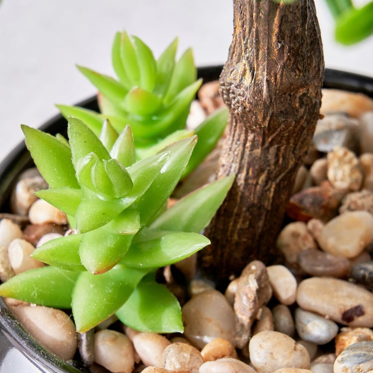 Gloria Acacia Artificial Bonsai in Ceramic Pot