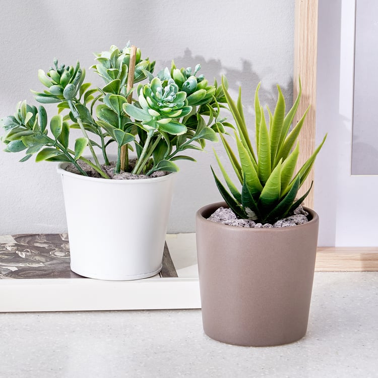 Corsica Barnett Artificial Succulent in Ceramic Pot