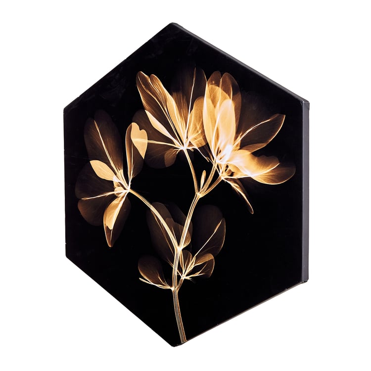 Brezza Flora Set of 3 Printed Picture Frames