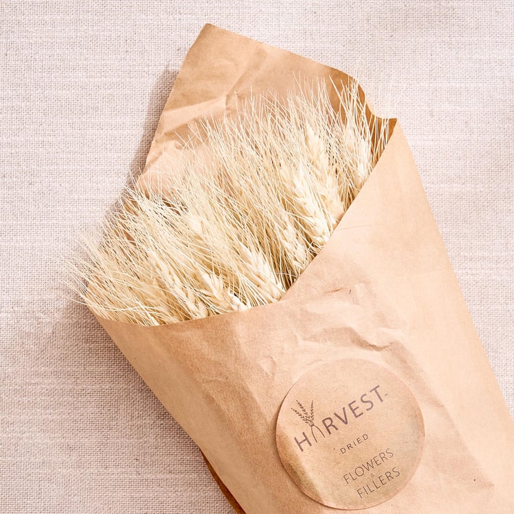 Festoon Natura Dried Wheat Bouquet - 50cm