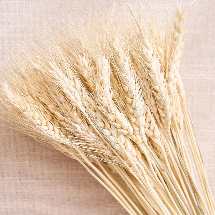 Festoon Natura Dried Wheat Bouquet - 50cm
