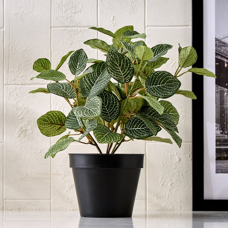 Gloria Terra Artificial Fittonia Zebrano in Pot