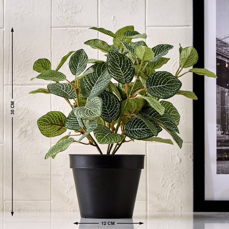Gloria Terra Artificial Fittonia Zebrano in Pot