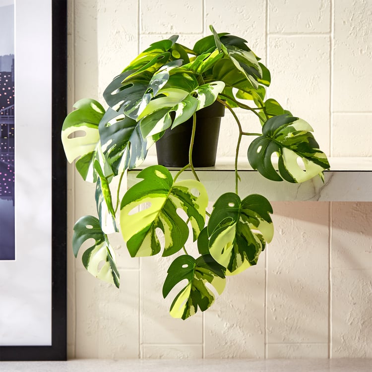 Gloria Vine Artificial Monstera Variegata in Pot