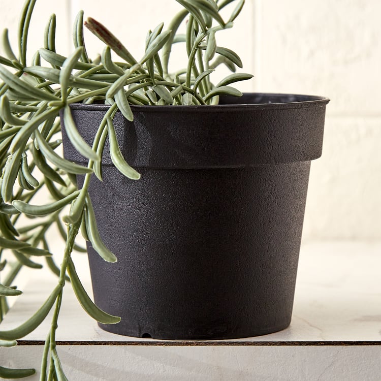 Gloria Vine Artificial Fishhooks Succulent in Pot