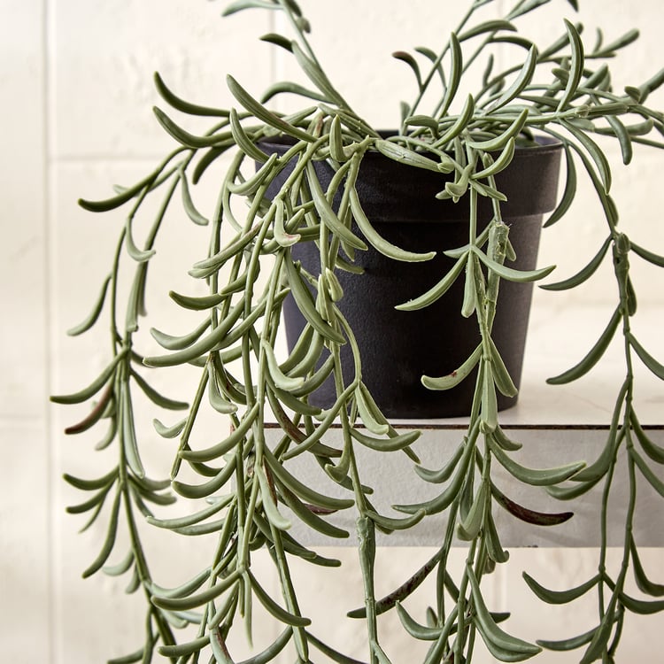Gloria Vine Artificial Fishhooks Succulent in Pot
