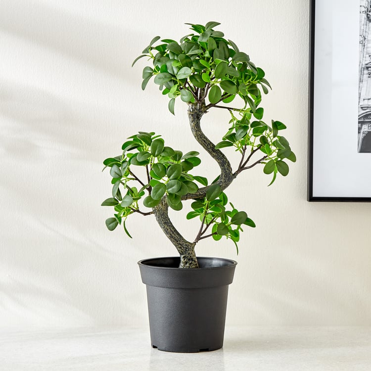 Gloria Zen Artificial Jazeera Ficus Plant in Cement Pot