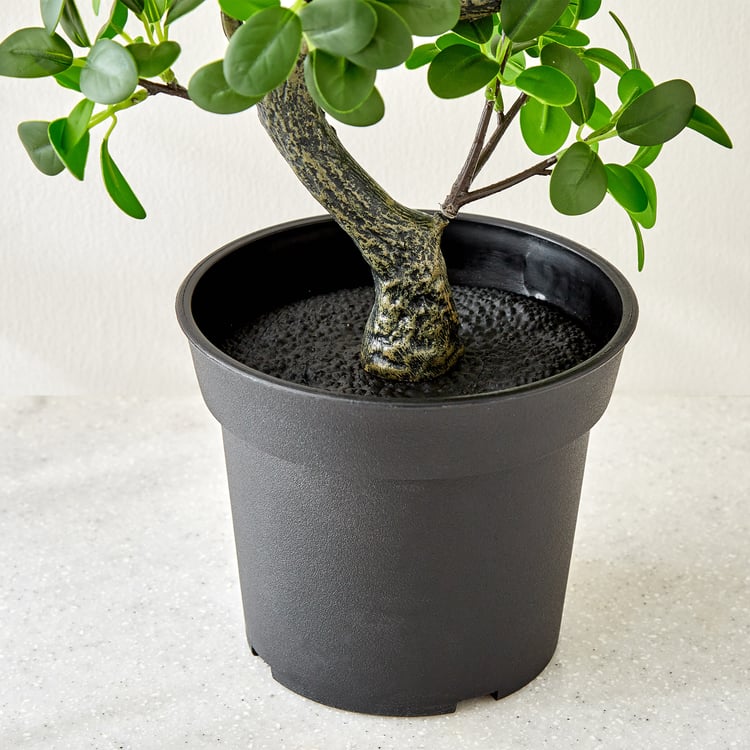 Gloria Zen Artificial Jazeera Ficus Plant in Cement Pot