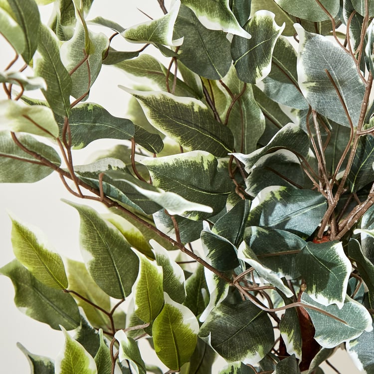 Gardenia Ficus Artificial Variegate Plant in Pot