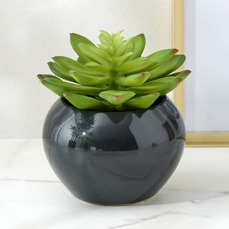 Gloria Poco Artificial Succulent in Ceramic Pot