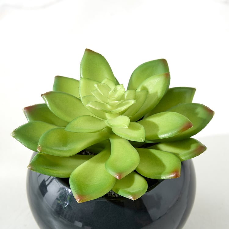 Gloria Poco Artificial Succulent in Ceramic Pot