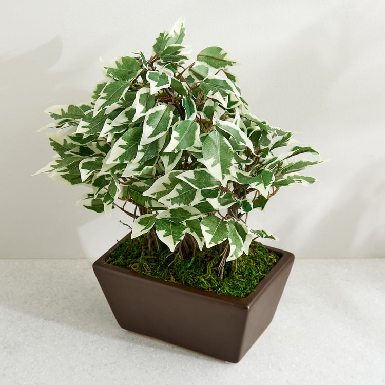 Gloria Artificial Ficus Bonsai Plant in Ceramic Pot