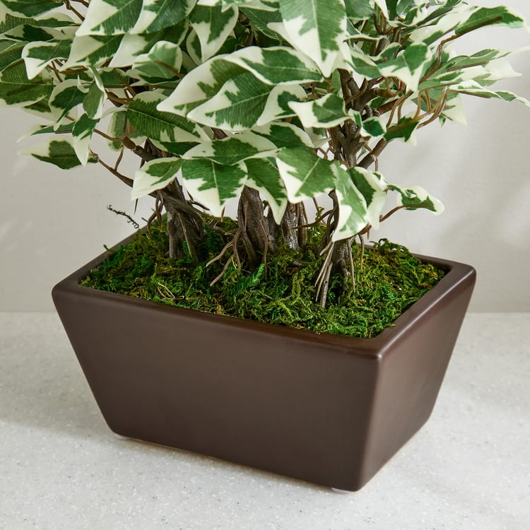 Gloria Artificial Ficus Bonsai Plant in Ceramic Pot
