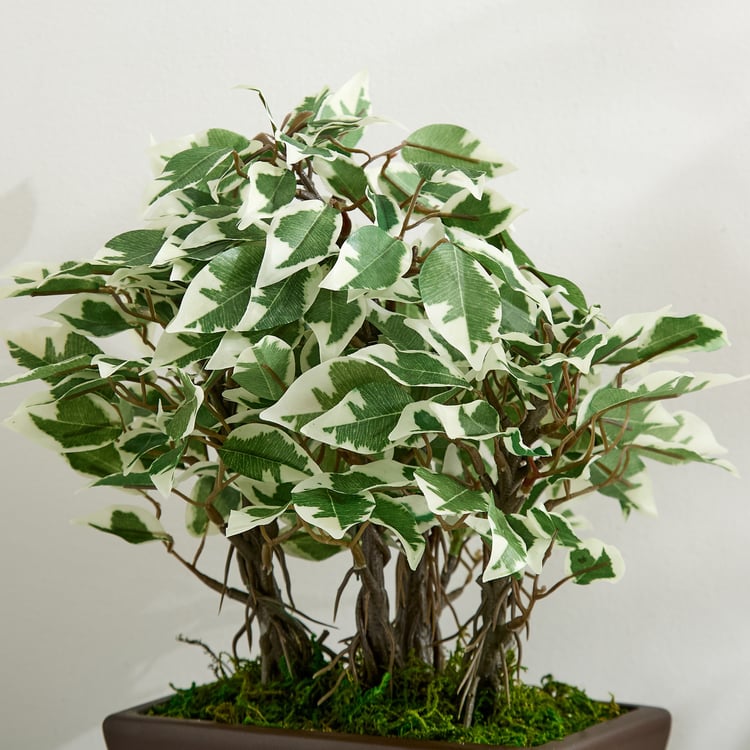 Gloria Artificial Ficus Bonsai Plant in Ceramic Pot