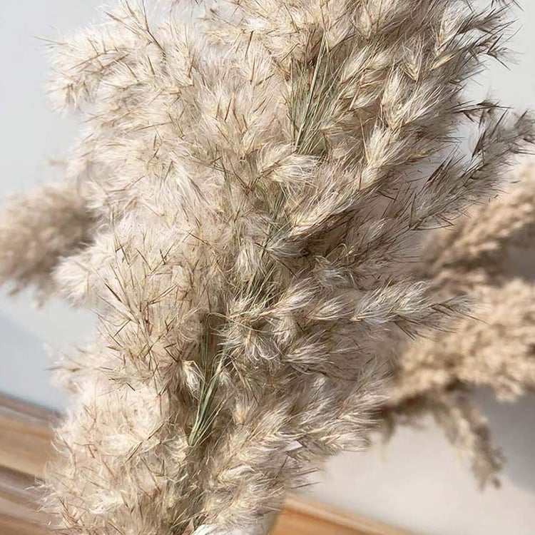 HOMESAKE Set of 10 Dried Pampas Grass Sticks - 76.2 cm