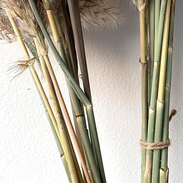 HOMESAKE Set of 10 Dried Pampas Grass Sticks - 76.2 cm