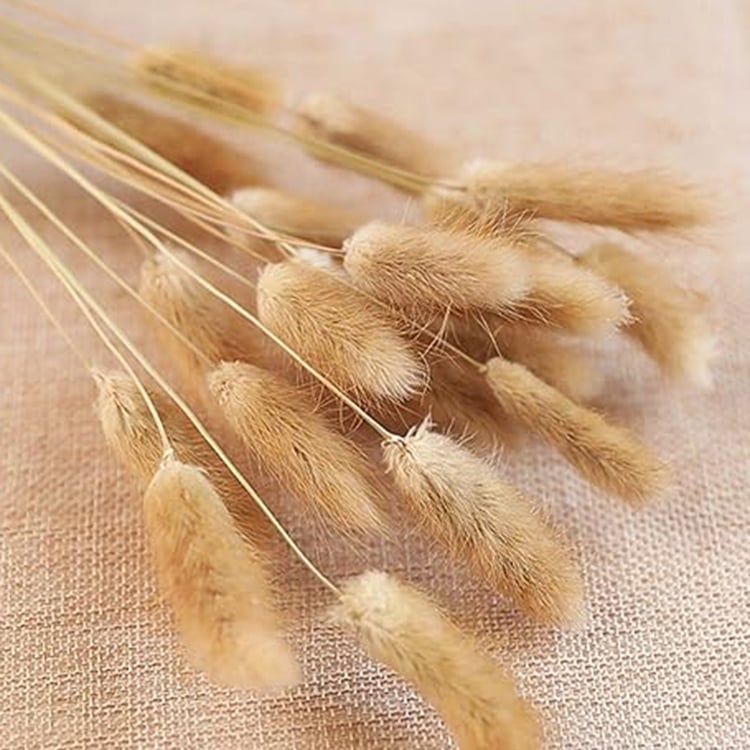 HOMESAKE Set of 30 Natural Dried Pampas Grass - 55cm