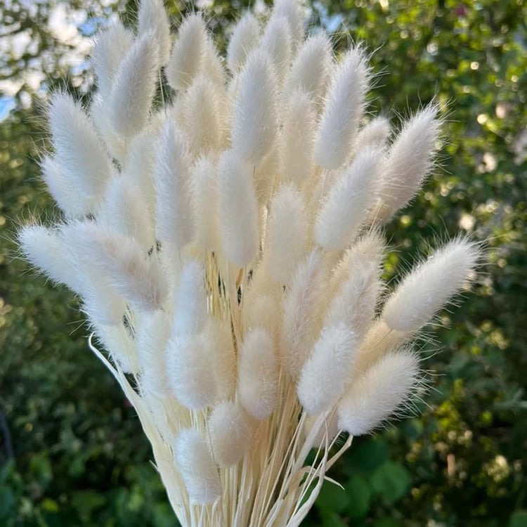 HOMESAKE Set of 60 Natural Dried Pampas Grass Sticks - 55.8cm