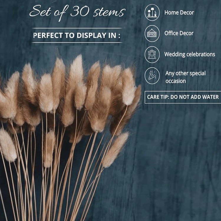 HOMESAKE Set of 30 Natural Dried Pampas Grass Sticks - 60cm