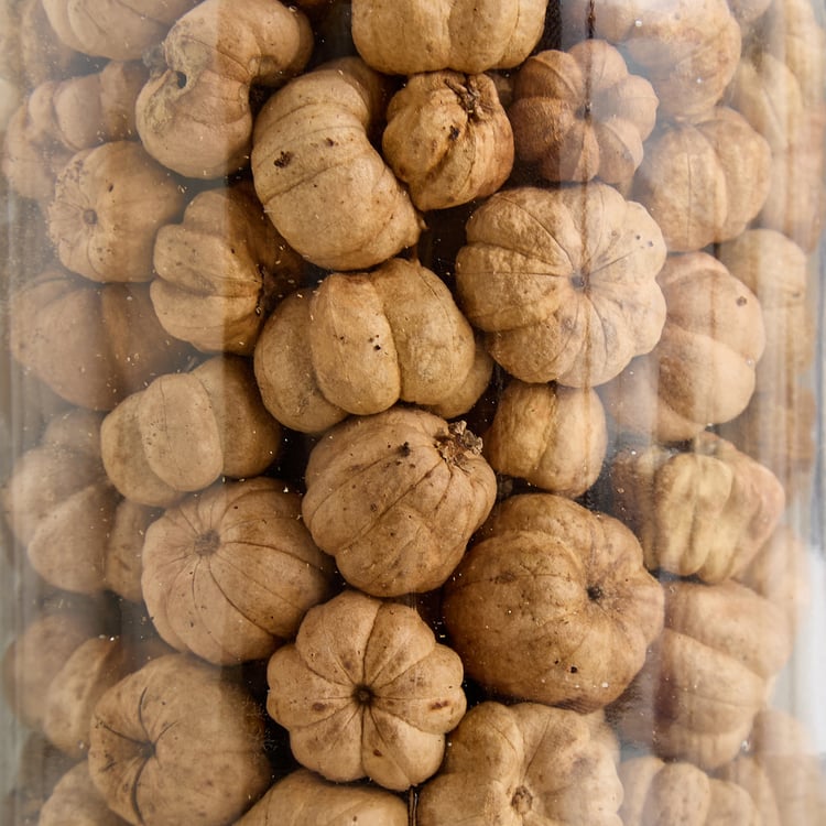 Lets Garden Hues Dried Putka Pod in Glass Jar