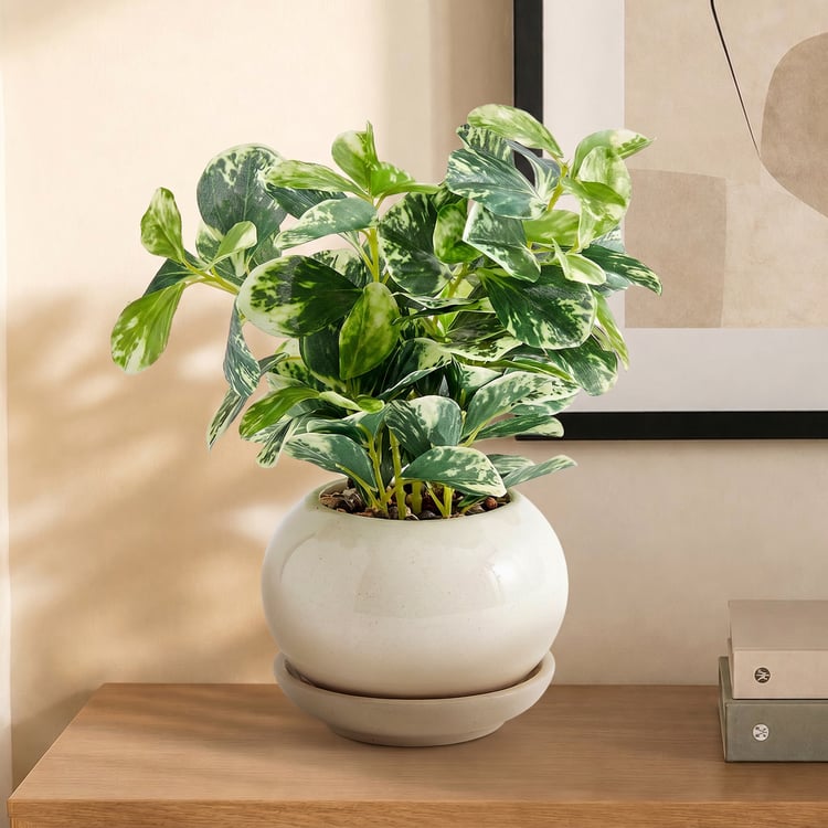Corsica Gloria Artificial Coin Plant in Ceramic Pot